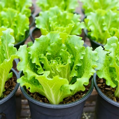 15 Shade Loving Vegetables That Thrive In Container Gardens