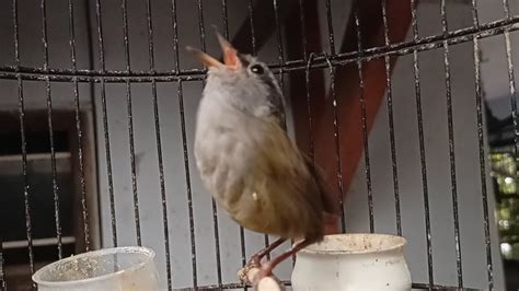 Suara Pancingan Burung TESIA JAWA Gacor Ngeplong YouTube