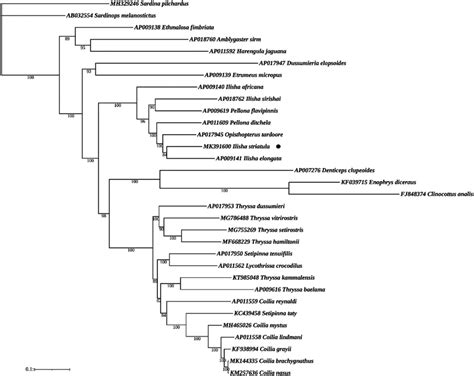 Phylogenetic Analysis Based On The Nucleotide Sequences Of The 13 Pcgs Download Scientific