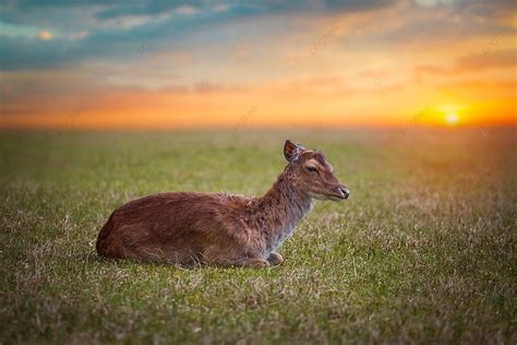 Fondo Grupo De Ciervos Rojos En Celo En El Veluwe Foto E Imagen Para