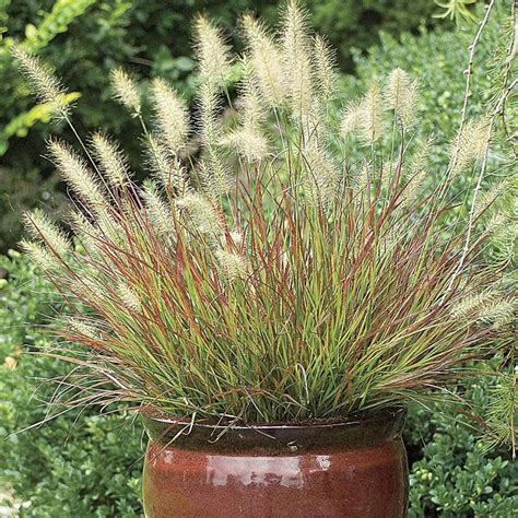 Burgundy Bunny Fountain Grass Jackson And Perkins