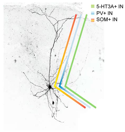 Diversity And Function Of Somatostatin Expressing Interneurons In The