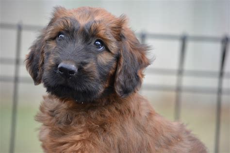 Briard Puppies | Australian Briards