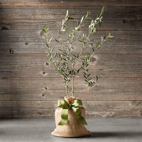 Indoor Olive Tree Plant Care Growing Guide