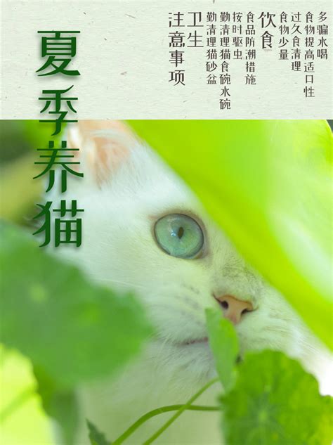 夏季养猫注意事项（一） 夏季养猫要注意些什么？ 知乎