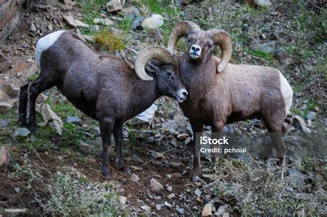 Bighorn Sheep Ram Male Animal Fighting Stock Photo - Download Image Now ...