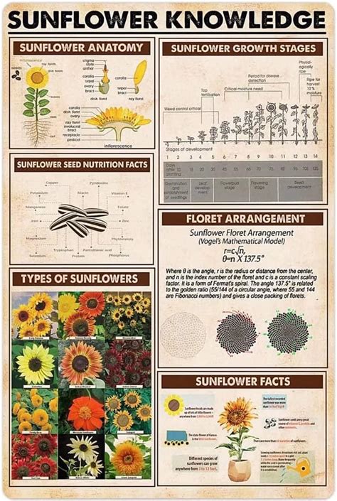 Amazon Starotore Sunflower Knowledge Metal Tin Signs Sunflower