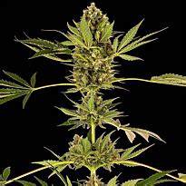 Himalayan Cbd Sensi Seeds