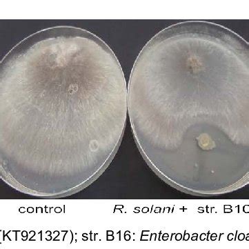 Inhibition Of Rhizoctonia Solani Mycelial Growth Induced By Three