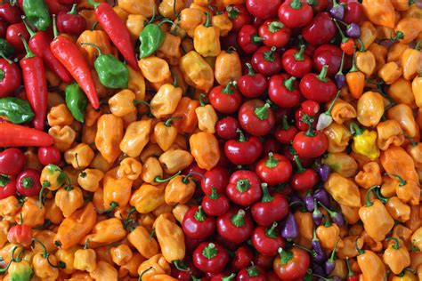 Types Of Peppers Main Varieties Fine Dining Lovers