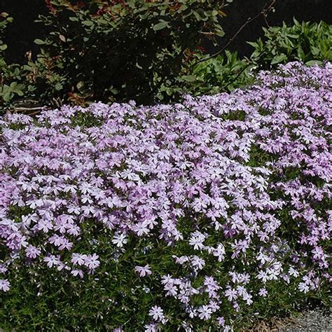 Emerald Blue Creeping Phlox Qt Lurvey Landscape Supply