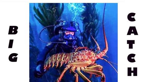 Amazing Catch Giant Lobster Octopus Underwater Underwater Hunting