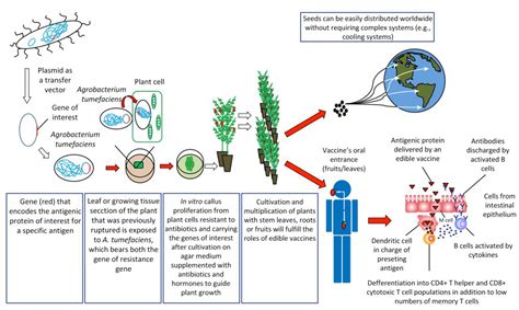 Vaccines Free Full Text Disease Prevention An Opportunity To