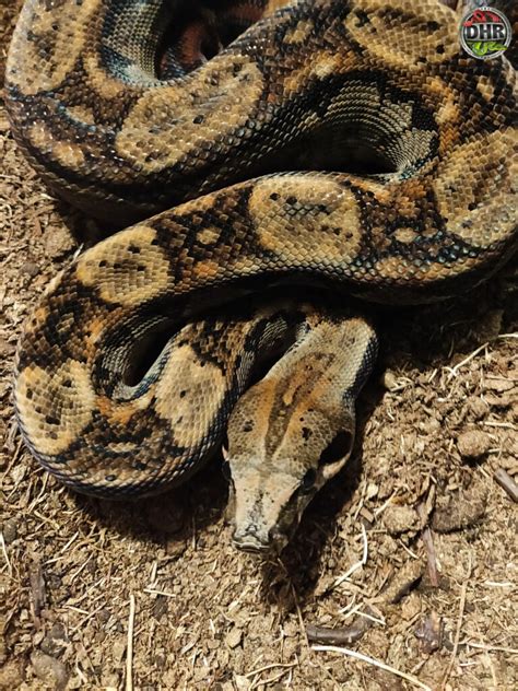 Nicaraguan Boa Constrictors Darren Hamill Reptiles