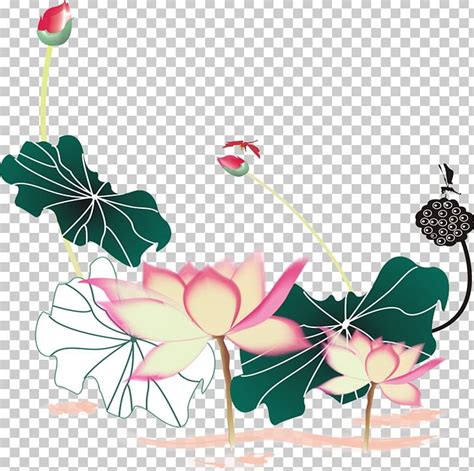 Nelumbo Nucifera Floral Design Nelumbo Lutea Png Clipart Euclidean