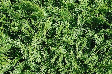 How to Grow and Care for Arborvitae Trees | Gardener’s Path