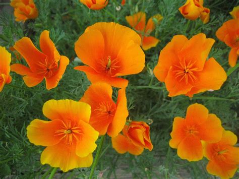 Eschscholzia Californica Best In Horticulture