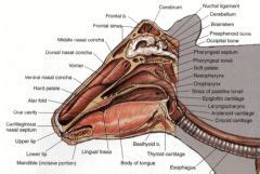 Gross Spring Equine And Ruminant Nasal Cavity Oral Cavity And