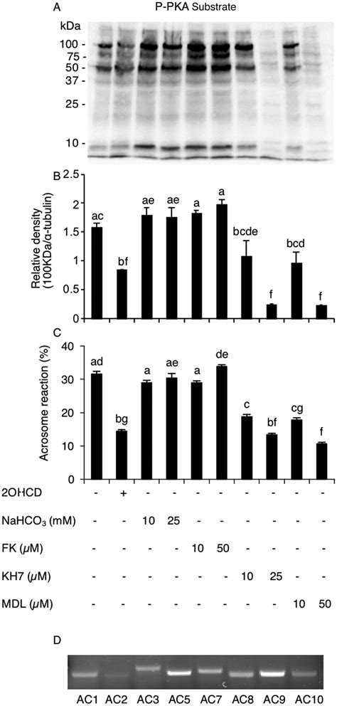 Pka Substrate Protein Phosphorylation And Ar In Sperm Treated With