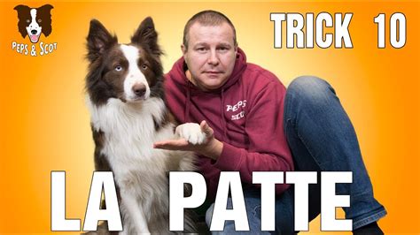 Apprendre Donner La Patte Son Chien Youtube