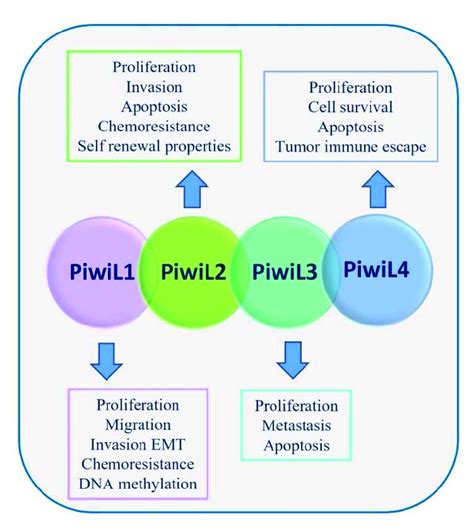 Roles of the four members of PIWI protein family. PIWI1, PIWI2, PIWI3,... | Download Scientific ...