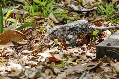 Black and White Tegu Roaming in Natural Habitat, Pantanal Wetlands, Mato Grosso, Brazil Stock ...