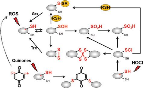 Thiol Based Redox Switches In Prokaryotes