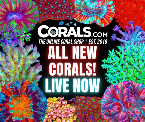 Huge Crazy New Coral Update Fire Colonies Frags Must See