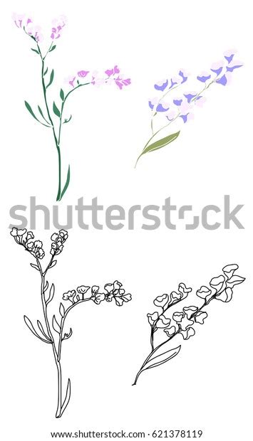 Hand Drawn Statice Limonium Flower Stock Vector Royalty Free