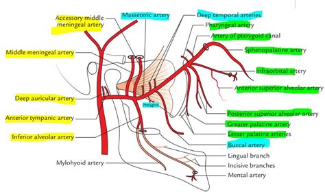 Diagram Of Maxillary Artery Quizlet