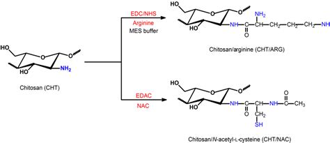 Ijms Free Full Text Antimicrobial Activity Of Chitosan Derivatives