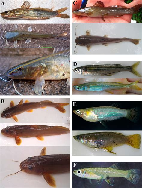 Species of the Siluriformes, Atheriniformes and Cyrpinodontiformes (in ...