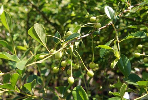 Carmine Jewel Cherry Tree • Kiwi Nurseries Ltd