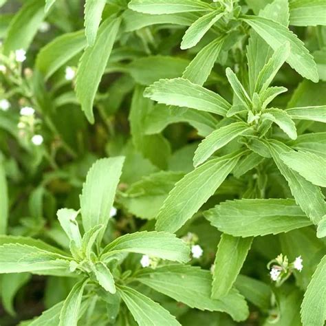 Seminte De Stevie Stevia Rebaudiana Sweetleaf