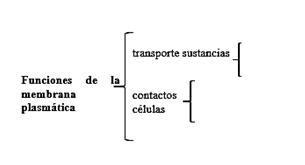 Complete El Cuadro Sin Ptico Con La Descripci N De Las Dos Funciones