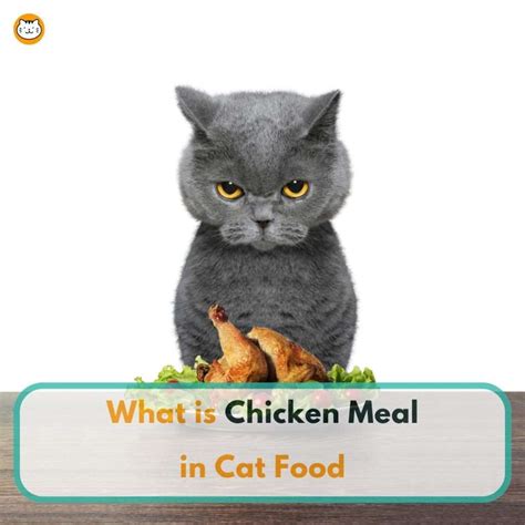 8 Best Cat Food Without Red Dye In 2024 Health Matters
