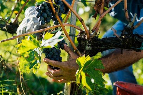 Vendemmia 2017 altissima qualità piccola produzione CONSORZIO DEL