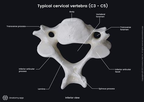 Cervical Vertebrae Anatomy C7