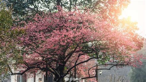 春来无事，只为花忙。的梅花，开了财经头条