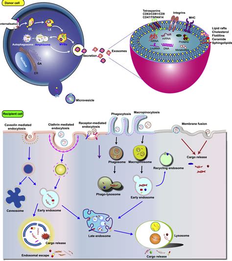 Cell Derived Nanovesicle Mediated Drug Delivery To The Brain