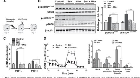 Figure 9 From Activation Of The MTORC1 PGC 1 Axis Promotes