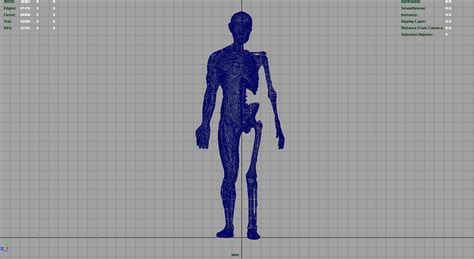 3D Model HUMAN BODY ANATOMY MODEL VR AR Low Poly CGTrader