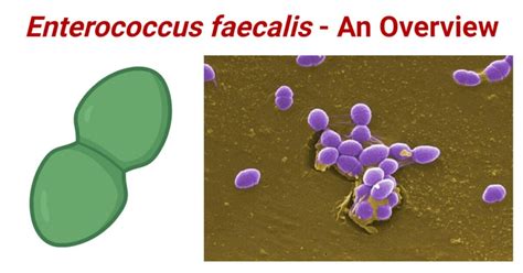 Enterococcus Faecalis A Comprehensive Guide