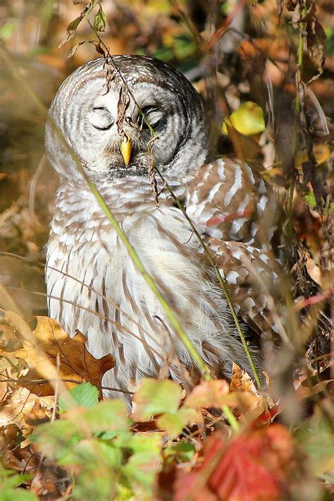 Barred Owl, eyes closed | Owl, Barred owl, Cute animals