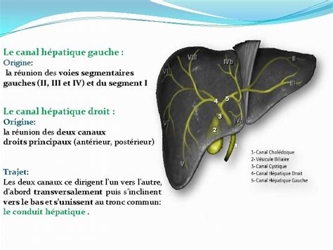 Radioanatomie Des Voies Biliaires Dr Boutakioute Pr Ouali