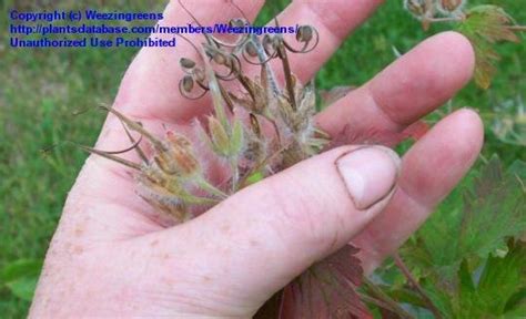 Plantfiles Pictures Wild Alaskan Geranium Geranium Erianthum By