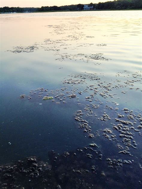 Seagrass Rafts At Dawn 2014 Little Narragansett Bay Ct Flickr