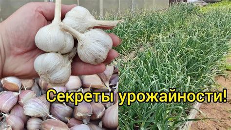 Какой чеснок я выбираю для посадки! - YouTube