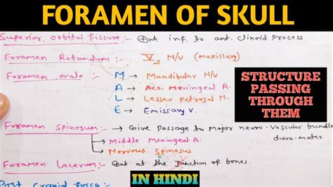 Foramen Of Skull Structure Passing Through Skull Foramen Foramen