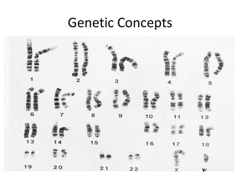 Concept and basics of genetics